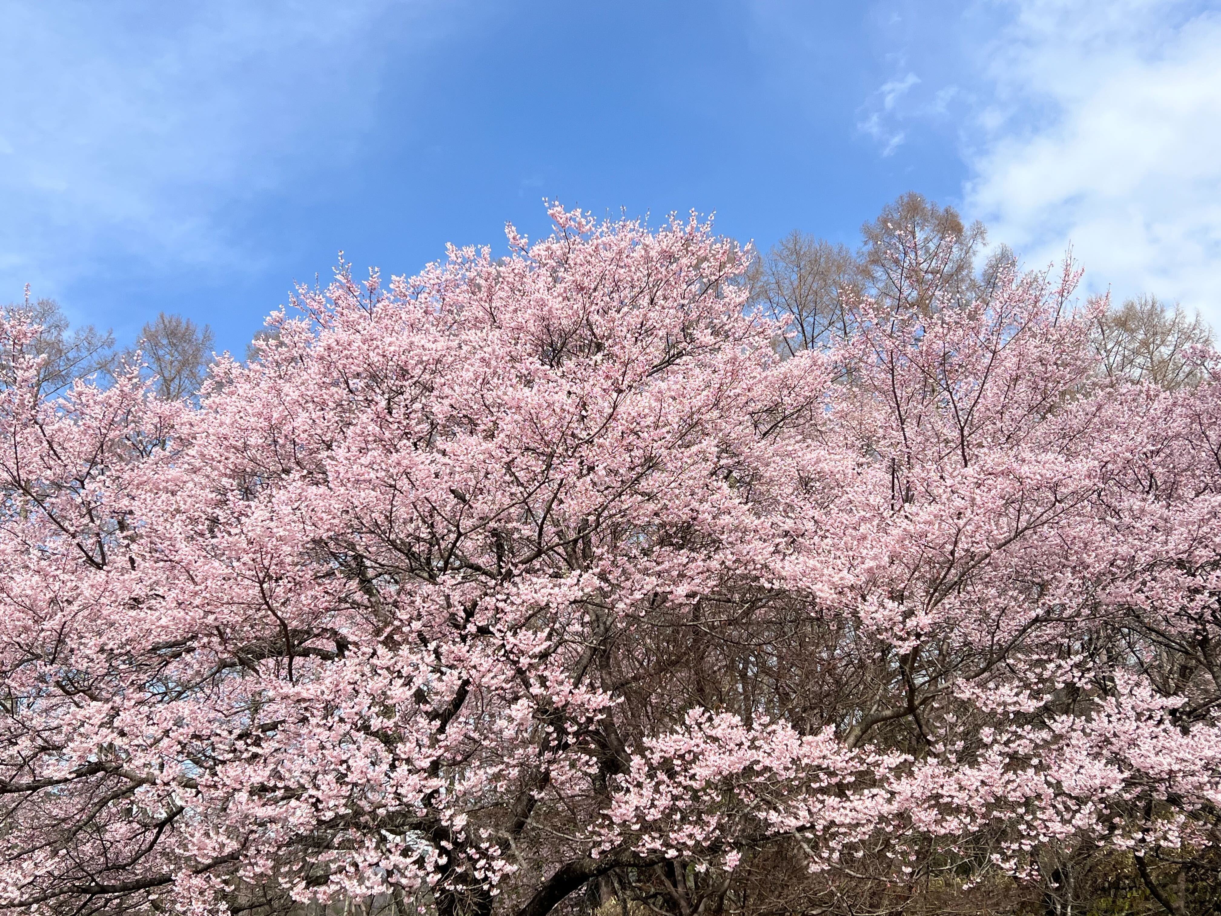 高遠城址公園